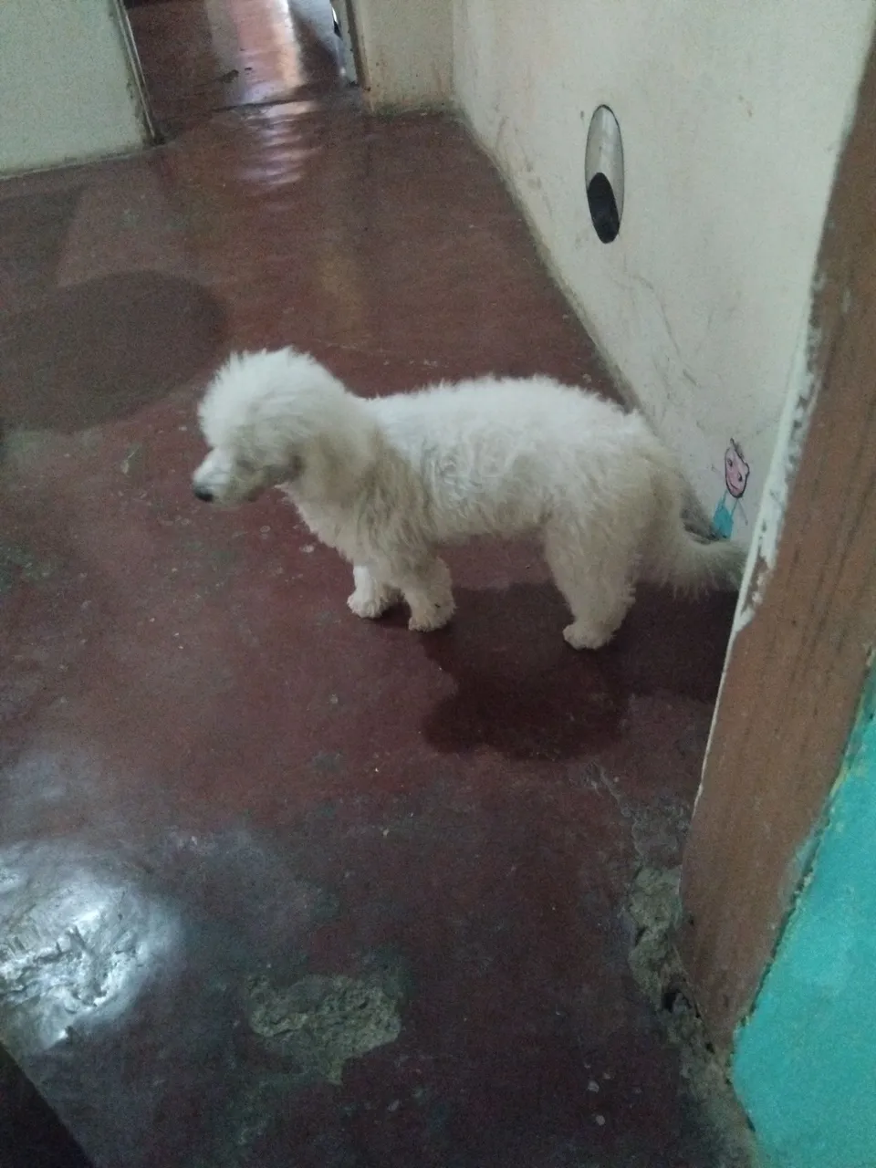 Filhote de Poodle