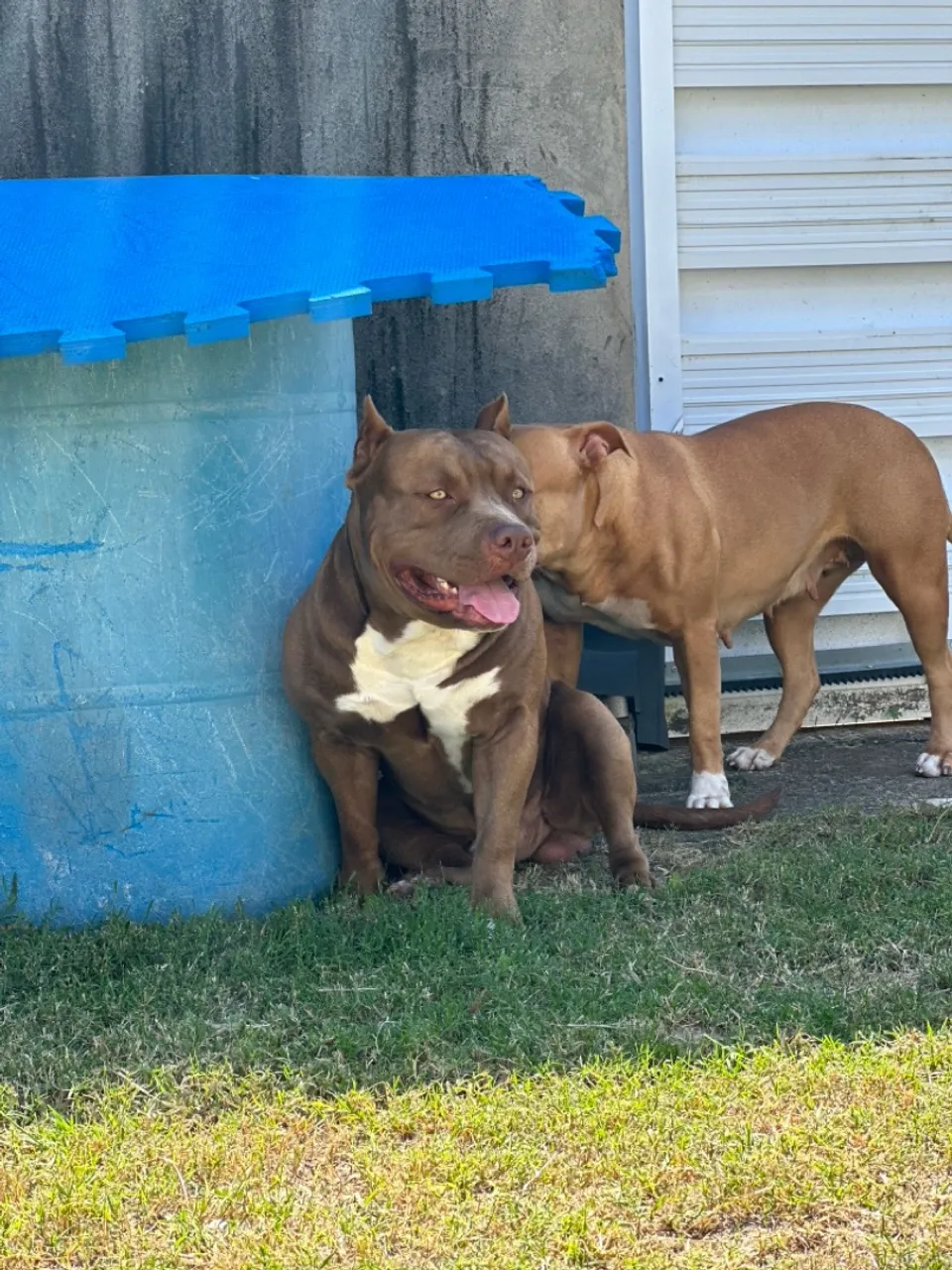 Dog super docil 2 anos 