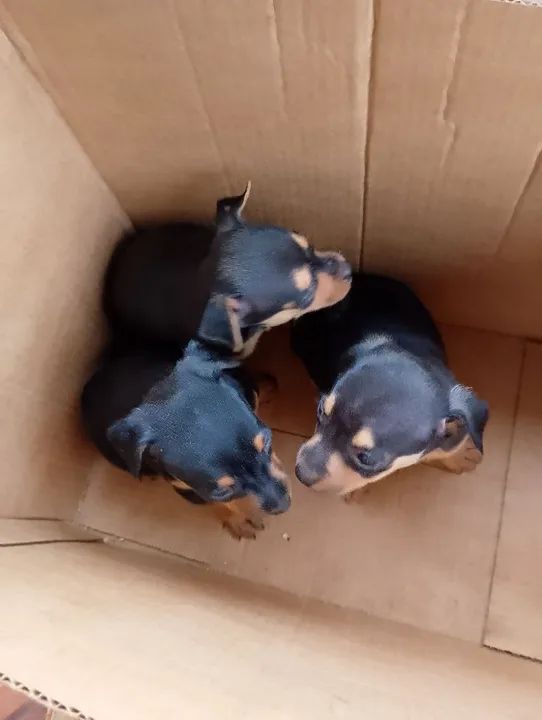 3 Filhotes de Pinscher Miniatura