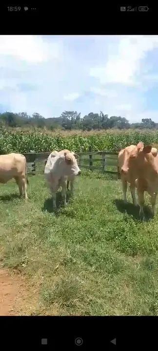 Vacas senepol primeira cria - Foto 4