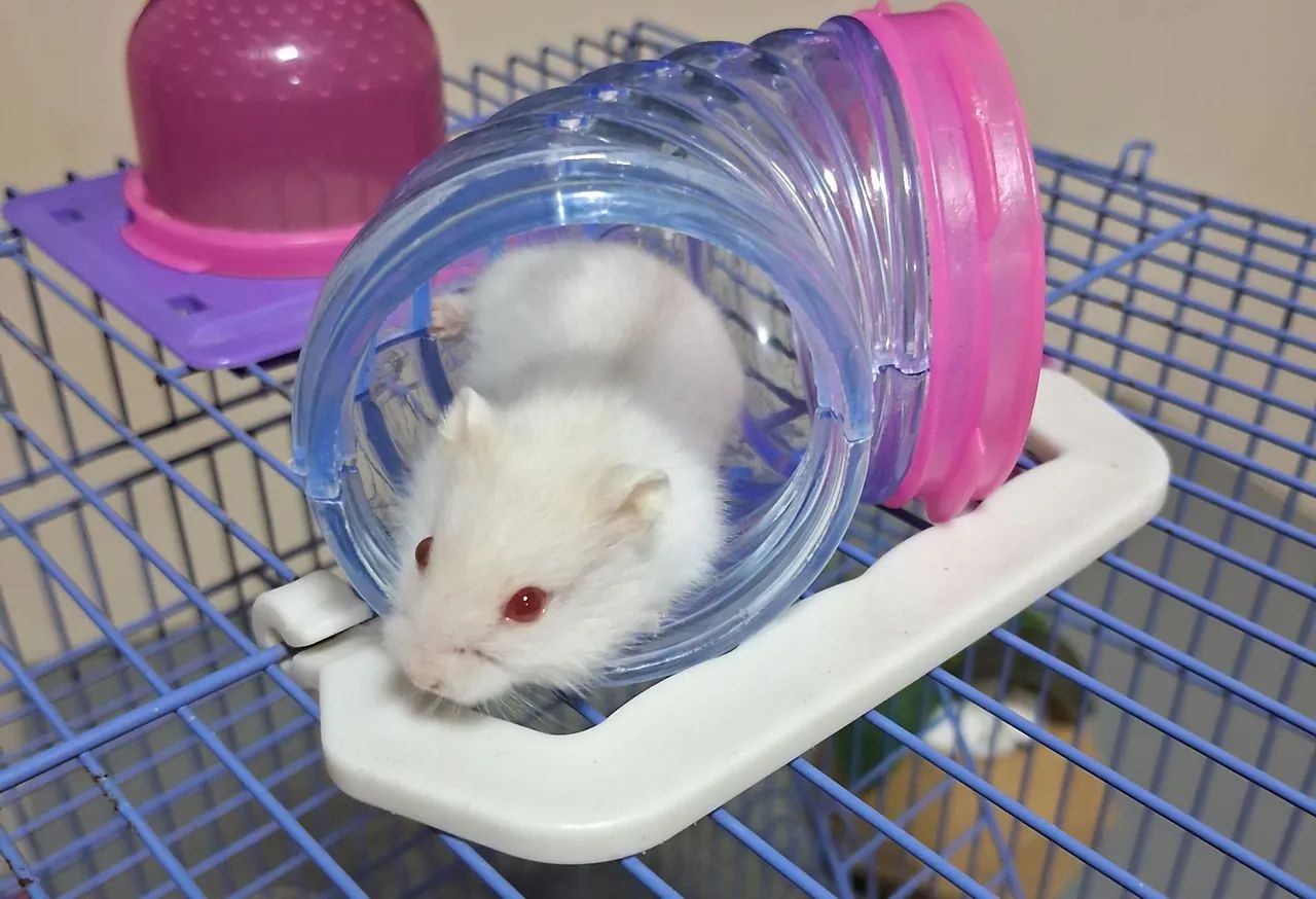 Hamster Anão Russo - Filhote - Foto 4