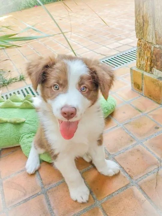 Border Collie Cachorro Com Garantia Em Contrato