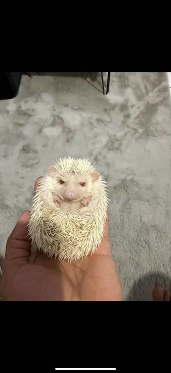 Recinto/viveiro para ouriç0 - Foto 2