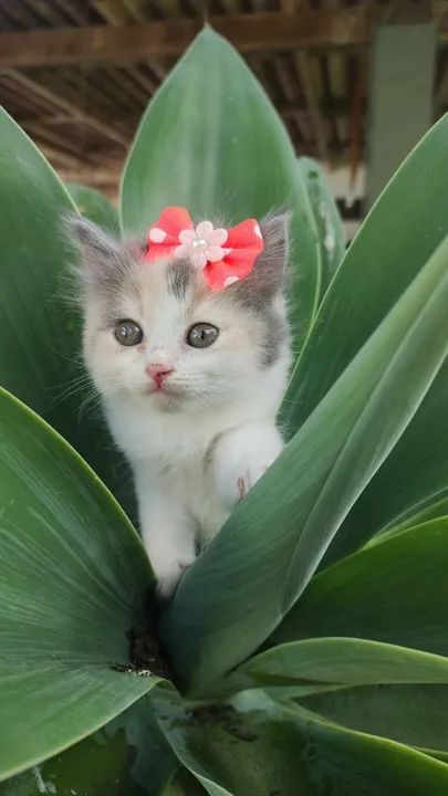 Angorá fêmea  - Foto 2