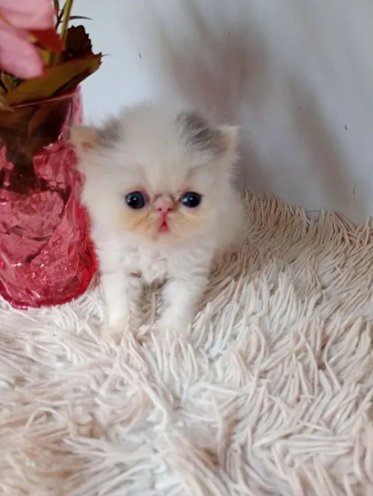 Gatinho Persa - Branco e Cinza - Foto 2