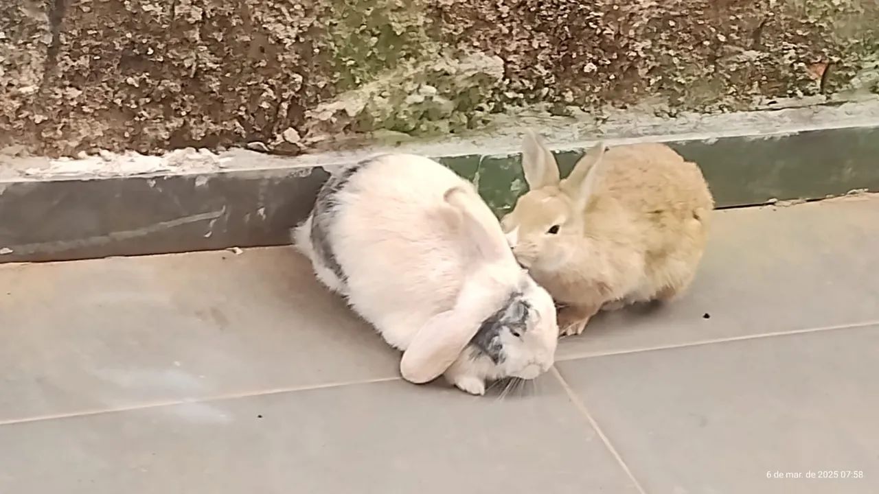 Doa-se coelha Mini-Lop - Foto 3