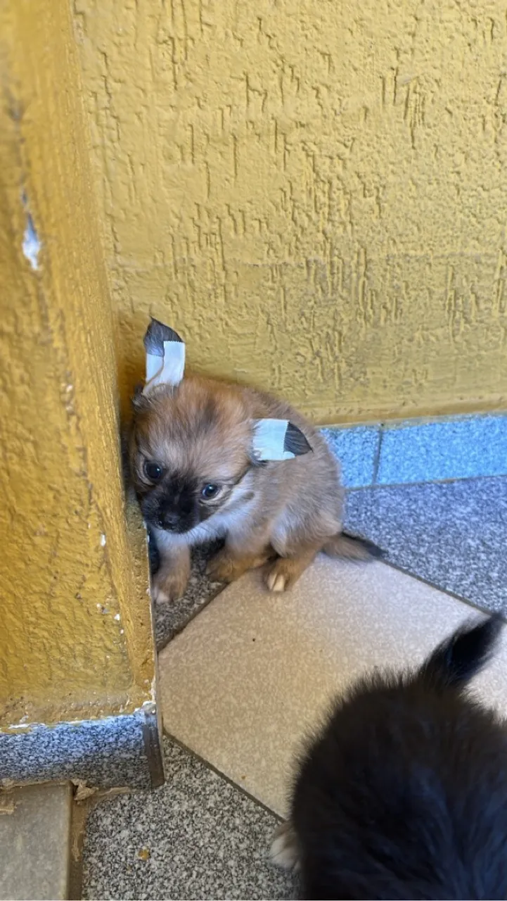 Filhote de Chihuahua,já vermifugados e comendo ração seca 