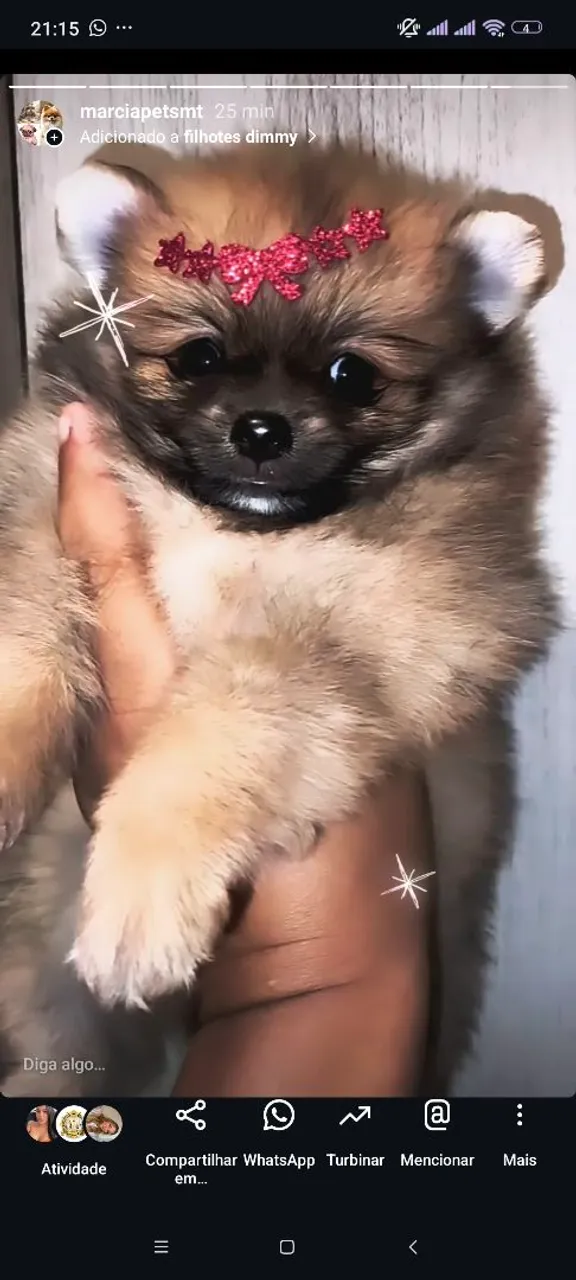 Spitz alemão femea