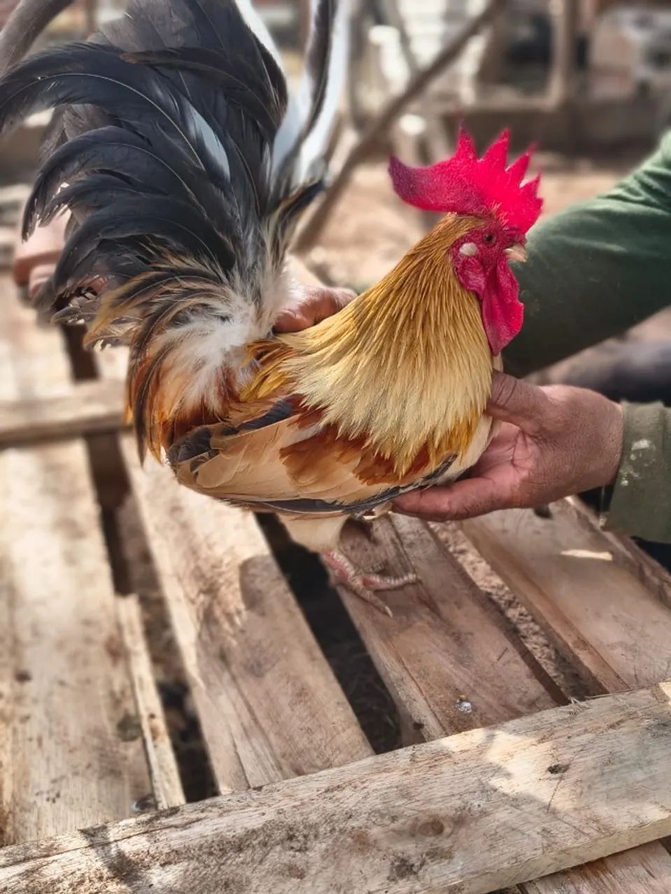 DOIS galos e 4 galinhas garnisé nagasaki + 8 franguinhas E 4 franguinhos 
