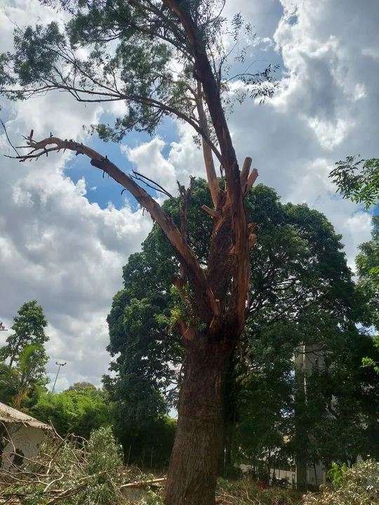 Serviços de poda e jardinagem  - Foto 3