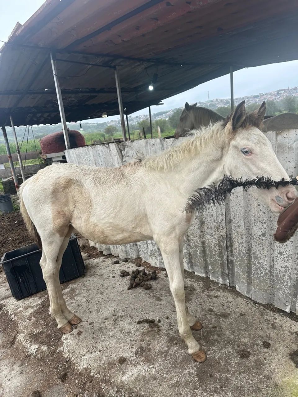 Potro 6 meses 2 olhos azuis pampa d baio filho do mangalarga do Alonso Pimentel - Foto 3