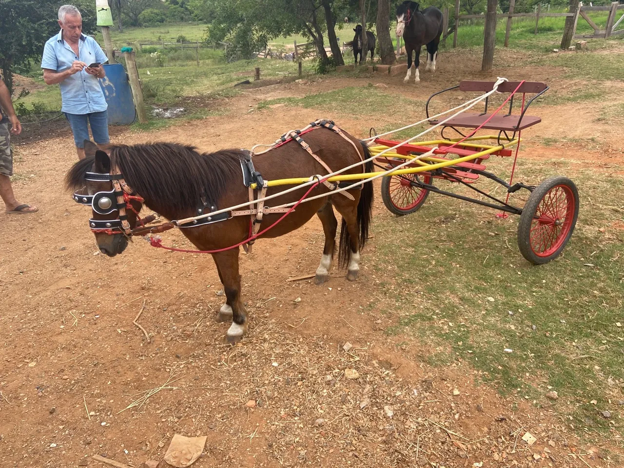 Ponei com charrete para diversão