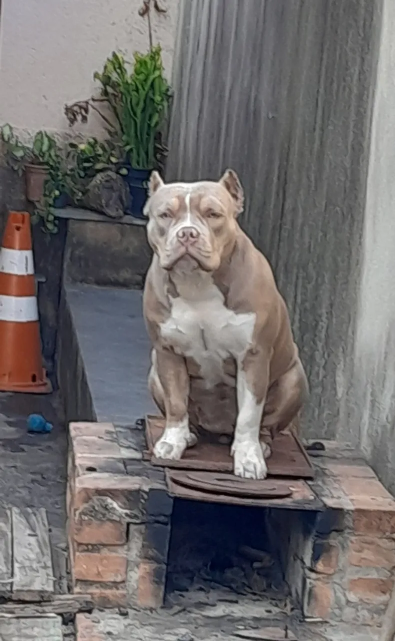 Procuro Macho Acasalamento