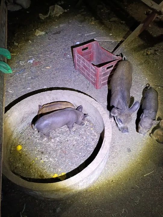 Venda de leitões  - Foto 5
