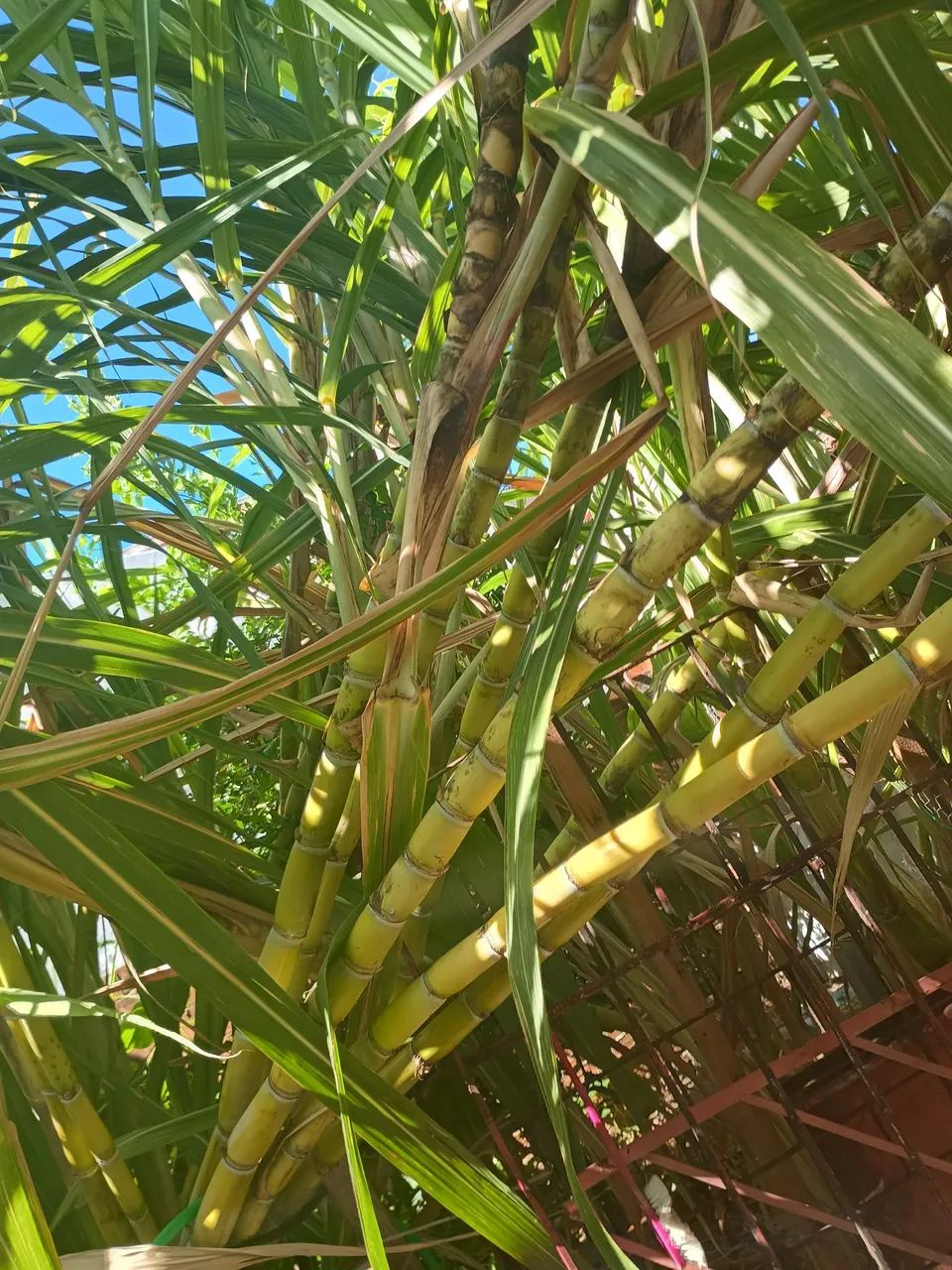 Cana-de-açúcar para venda - Foto 2