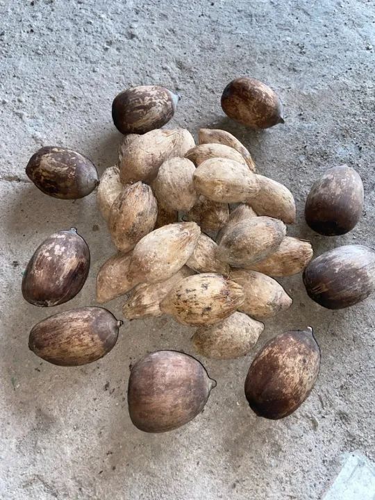 Máquina de processamento integral de coco babaçu Babafé - Foto 3