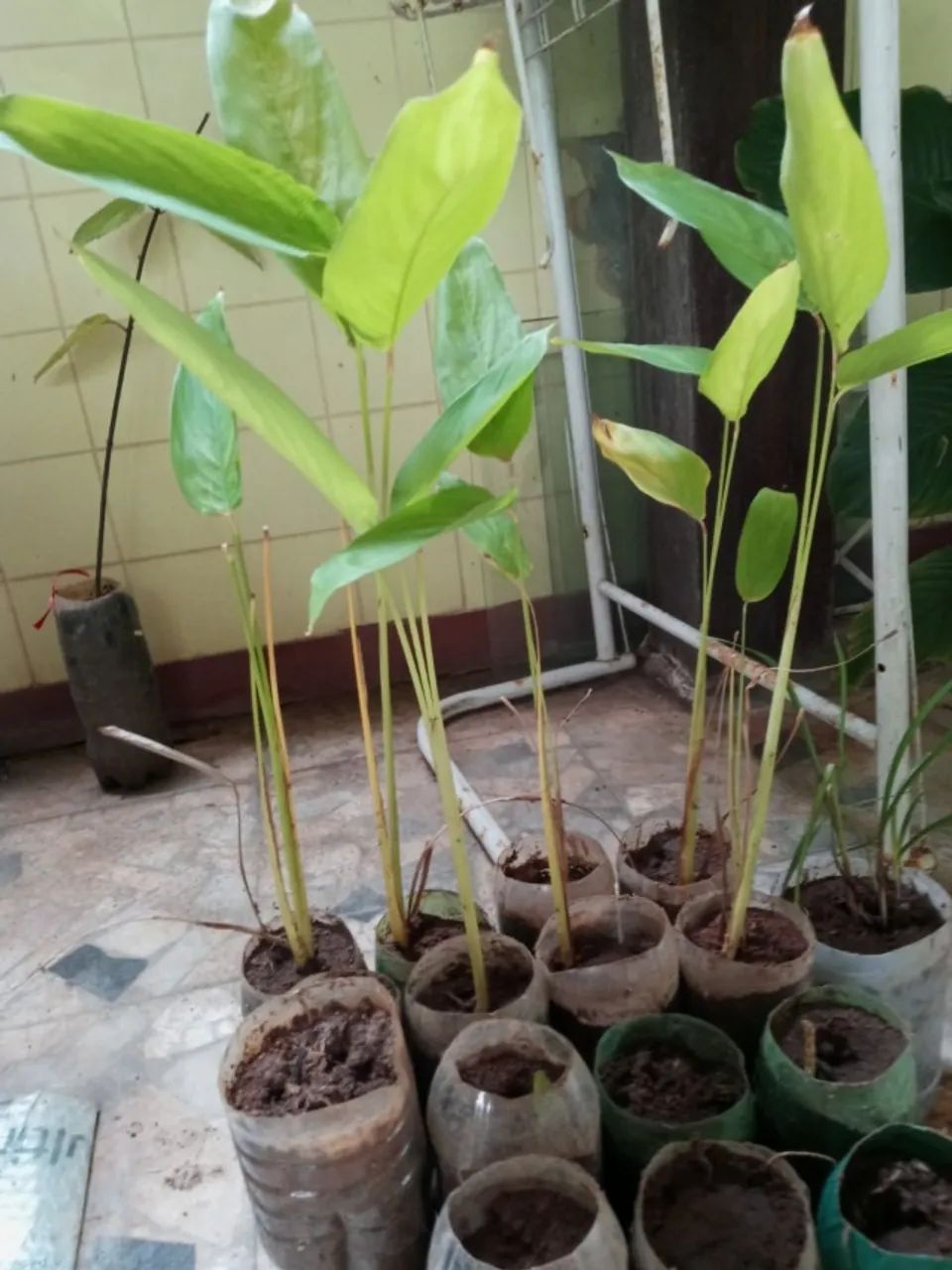 Araruta (Maranta arundinacea) - Vendo mudas
