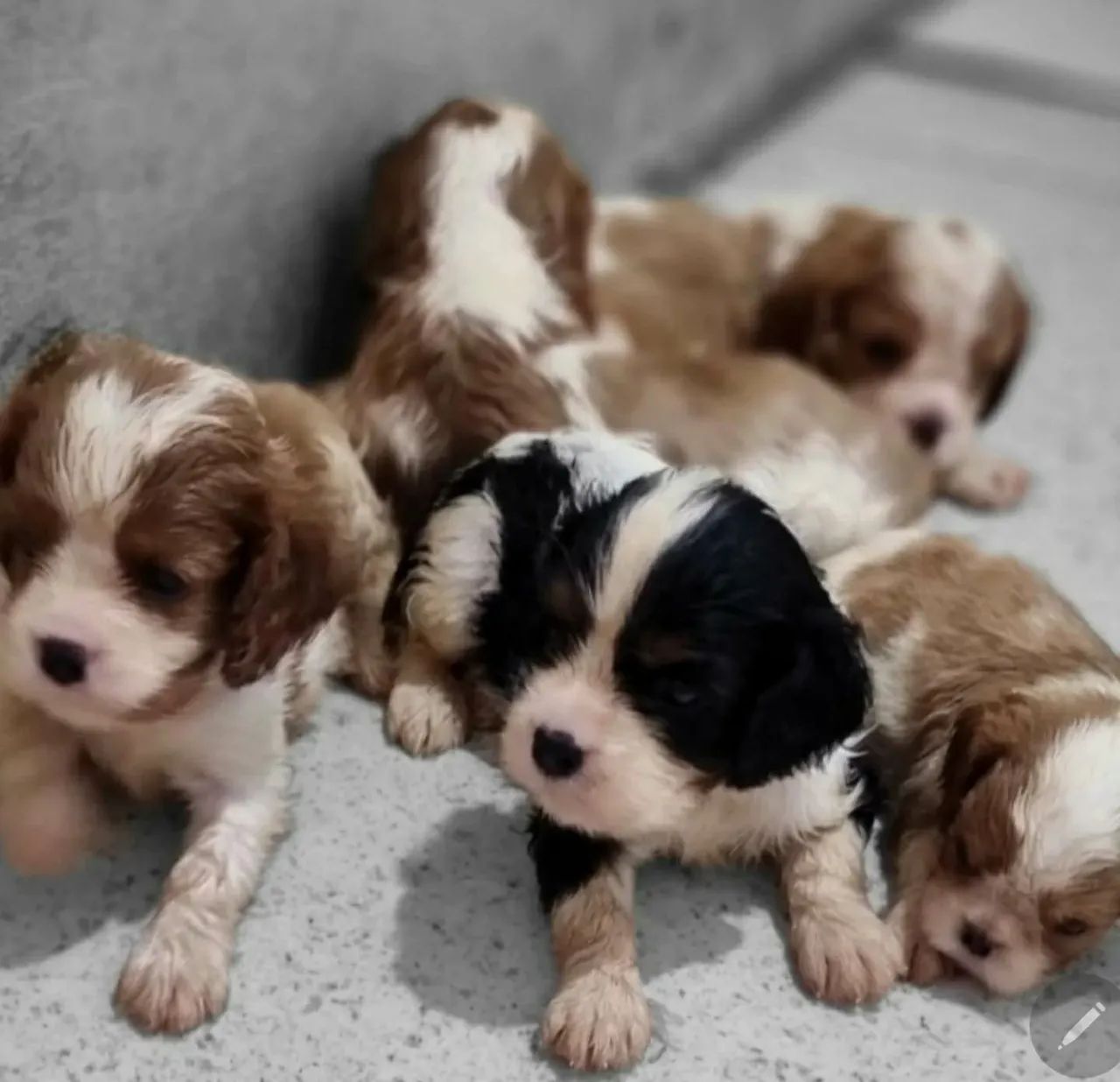 Filhotes de Cavalier King Charles Spaniel - Foto 2