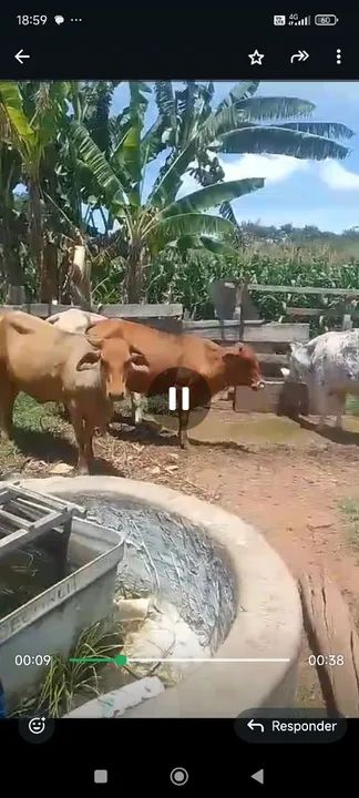 Vacas senepol primeira cria