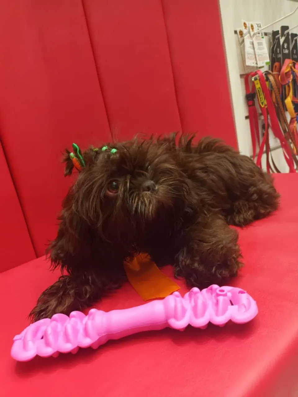 Shih Tzu macho- Adorável e Carinhos0