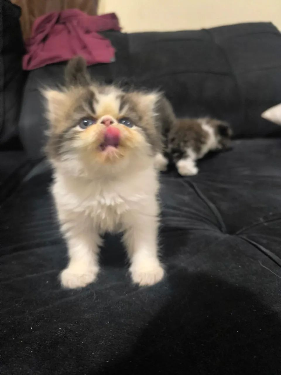 Gatinho Persa legítimo  1.200 - Foto 4