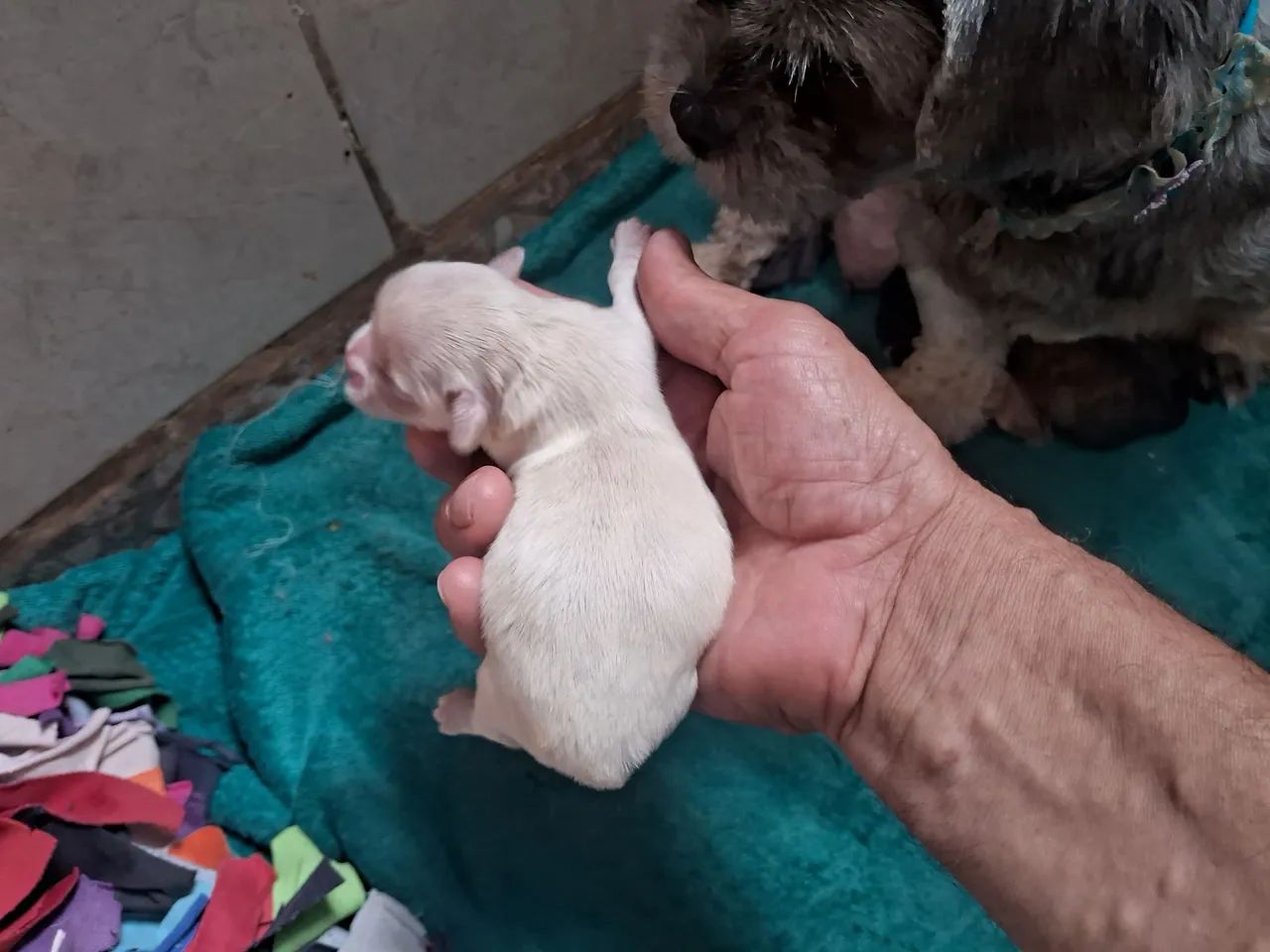 Filhotes de shih tzu - Foto 6