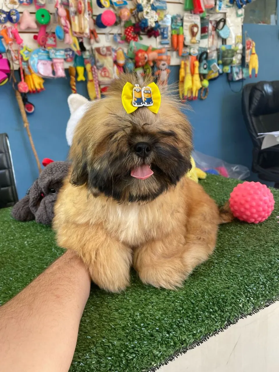 Filhote Shih Tzu com lacinho R$ 950,00 