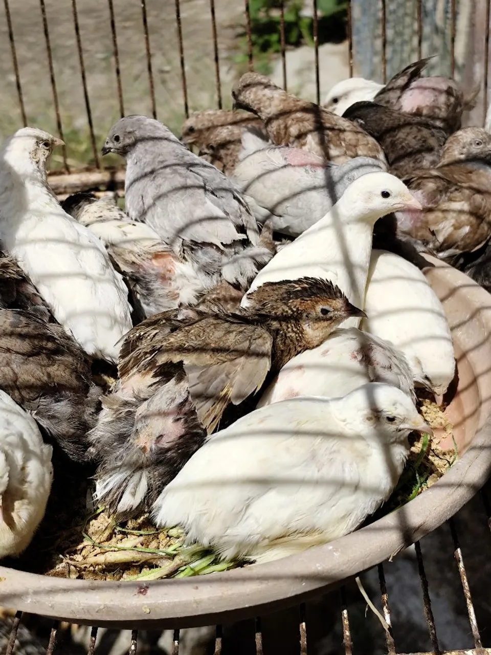 Vendo codornas chinesas  para criação