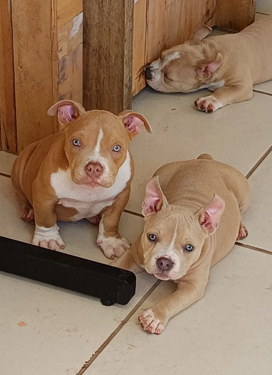 Filhotes macho American Bully