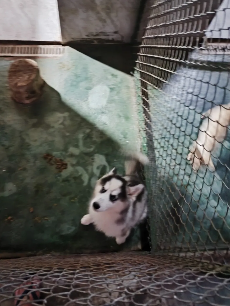 Vendo husky siberiano