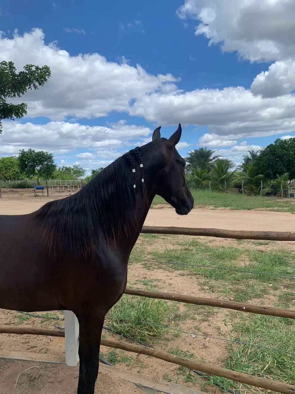 Cavalo mangalarga genuíno de marcha picada top garanhão excelente 