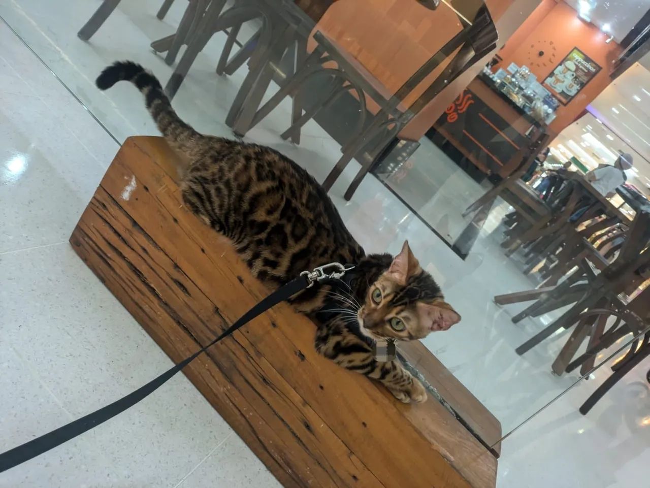 Gata bengal adulta acostumada na coleira 