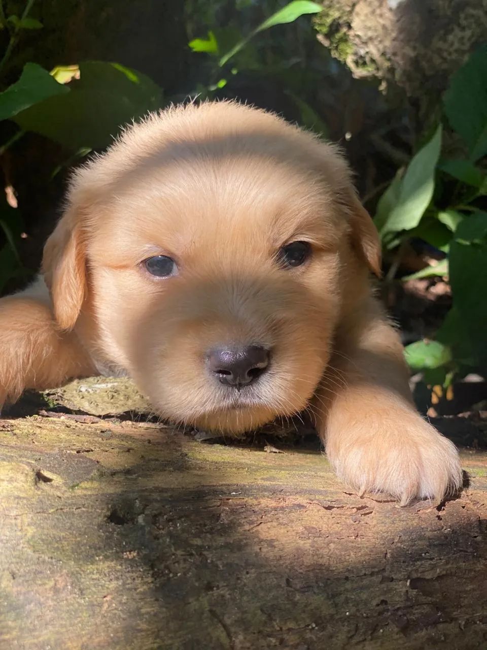 GOLDEN RETRIEVER MACHO - Foto 2