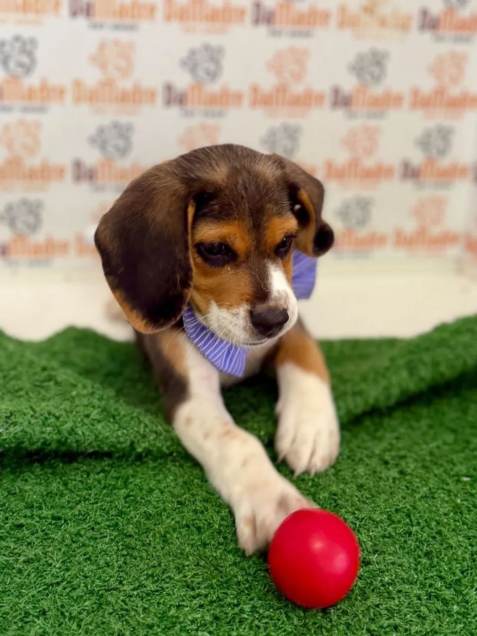 Beagle Macho  - Foto 3