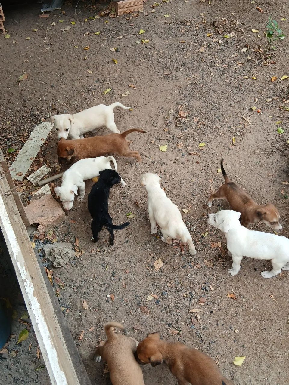 Doação de filhotes de cachorro  - Foto 3