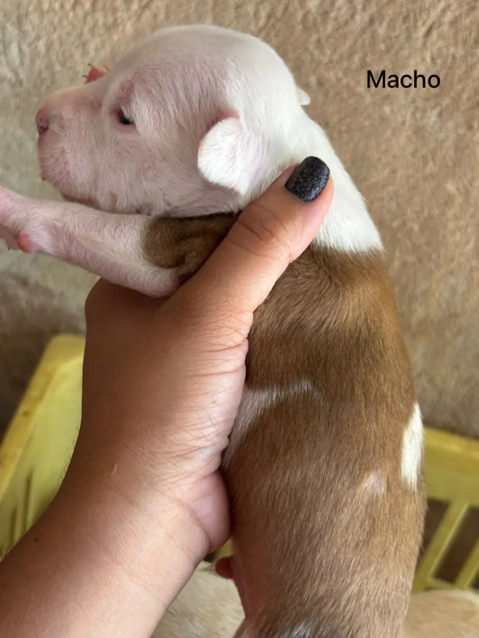 Filhote de Pitbull - Foto 2