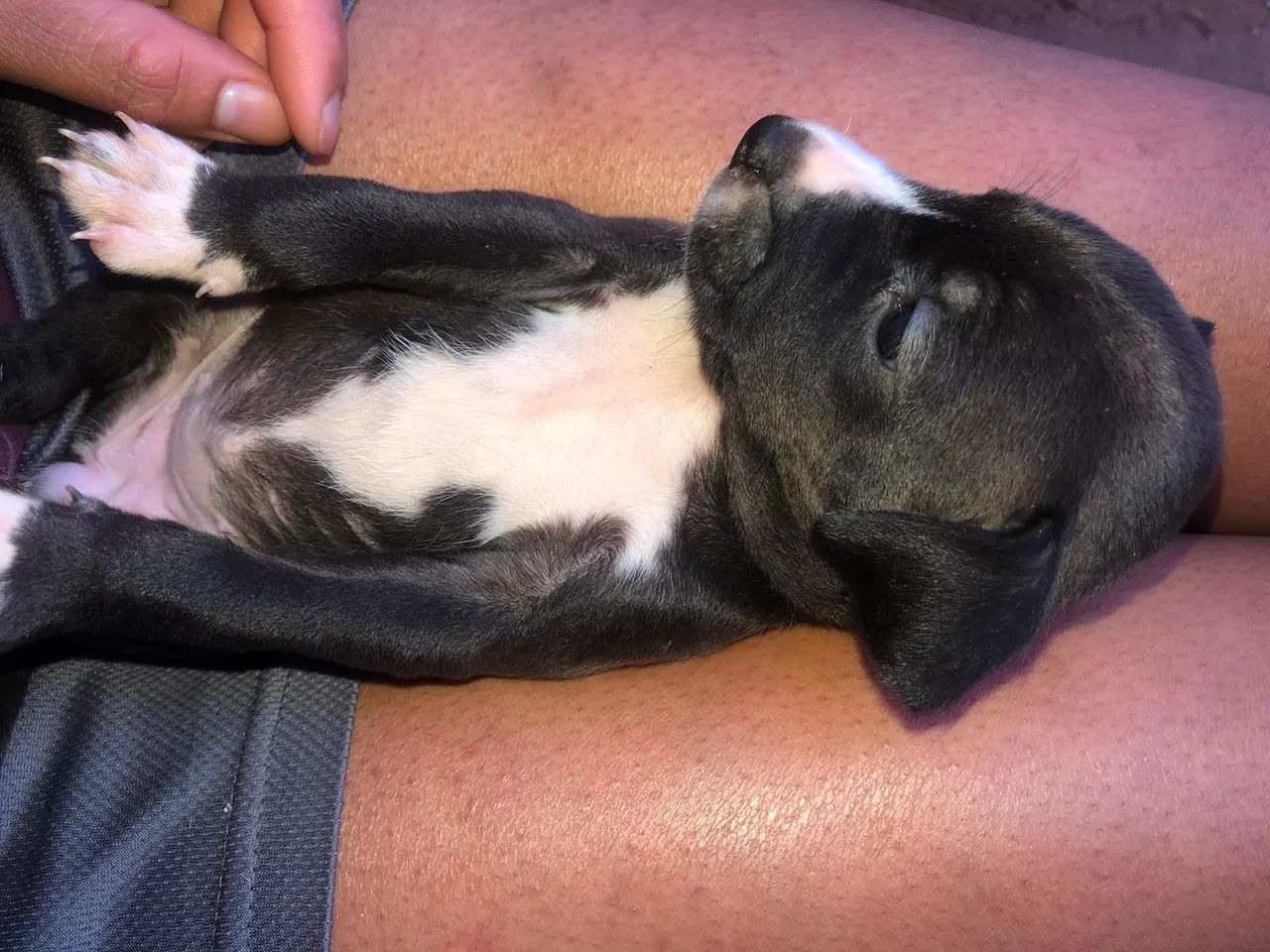 Doação  de  lindos cachorrinhos  - Foto 4