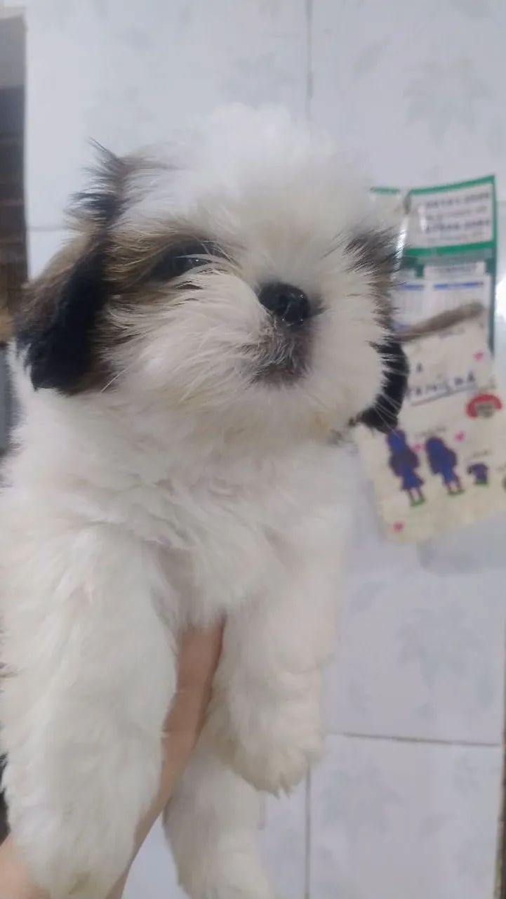 Shitzu Macho 2 meses - Foto 4