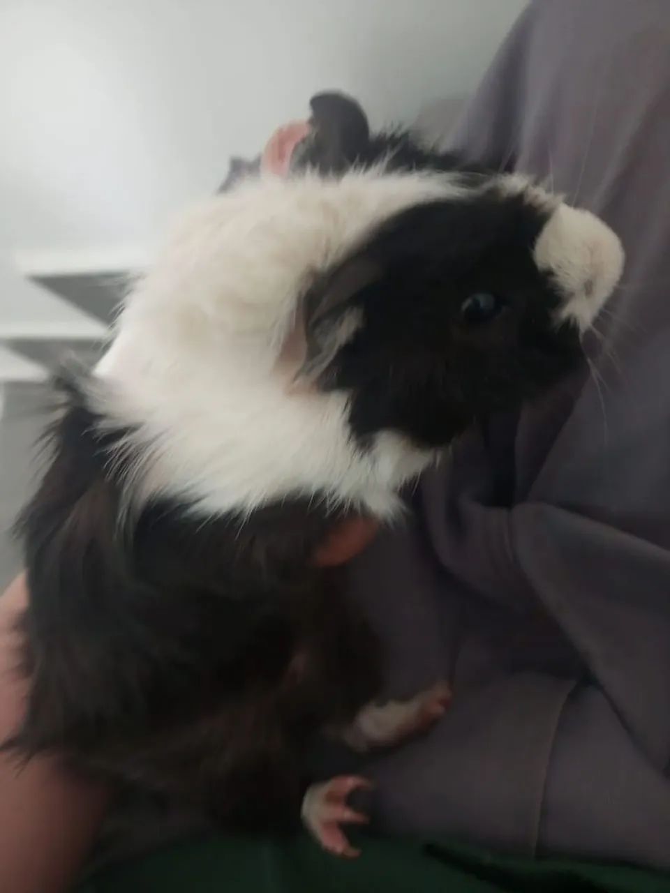 Porquinho da índia  - Foto 2