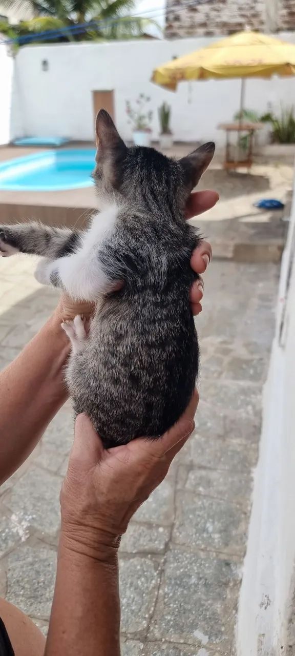 Doação de Gatinhos Misto Siamês - Foto 2