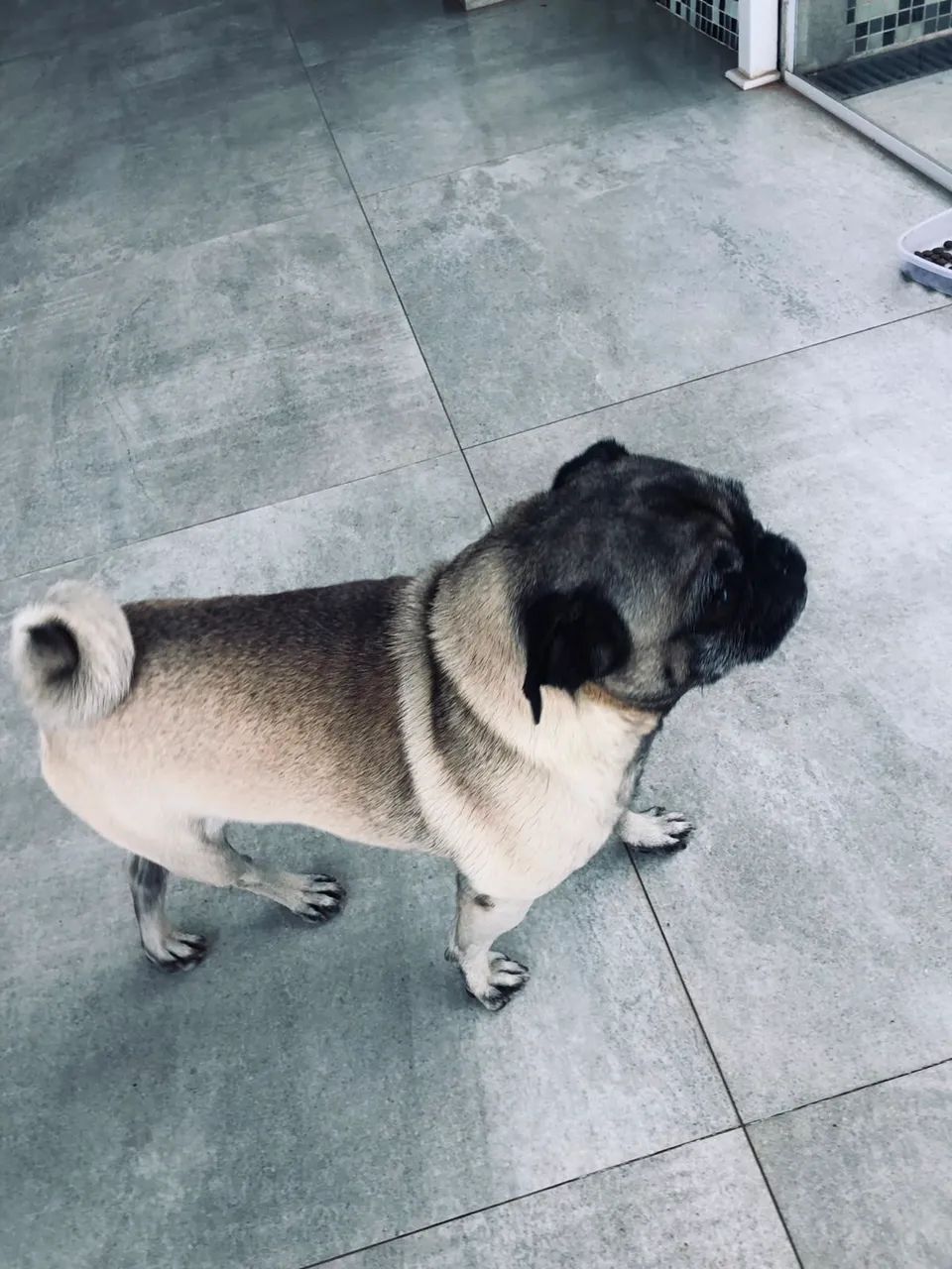 Pug macho  - Foto 2