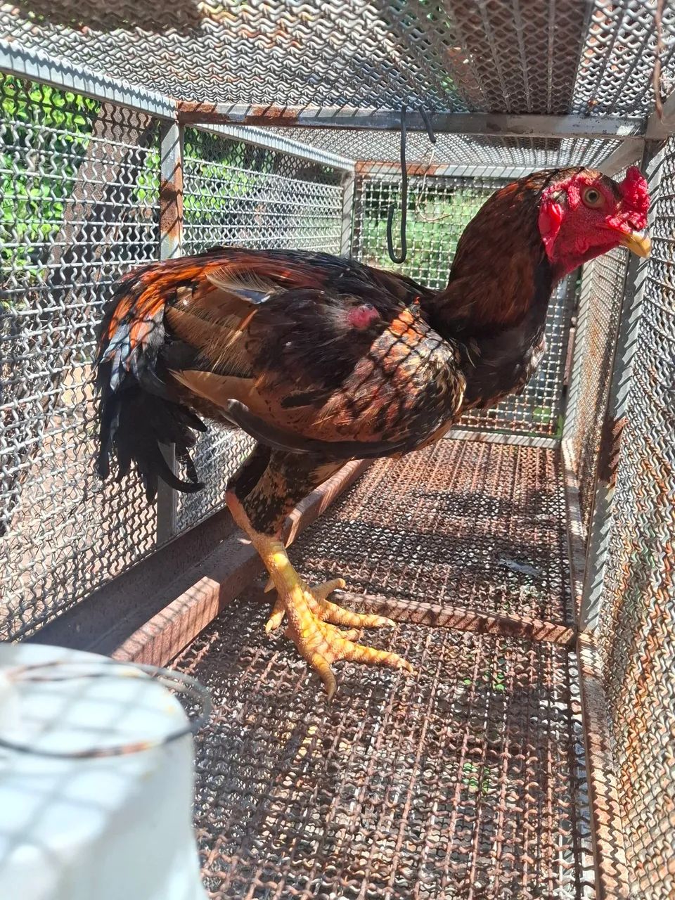 Vendo galo saudável  - Foto 2