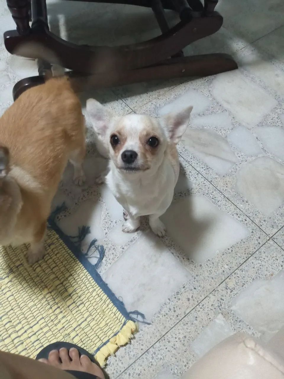 Chihuahua Mãe e Filho  - Foto 2