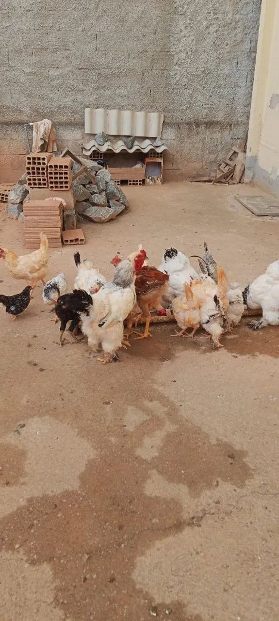 Brahma light  - Foto 4