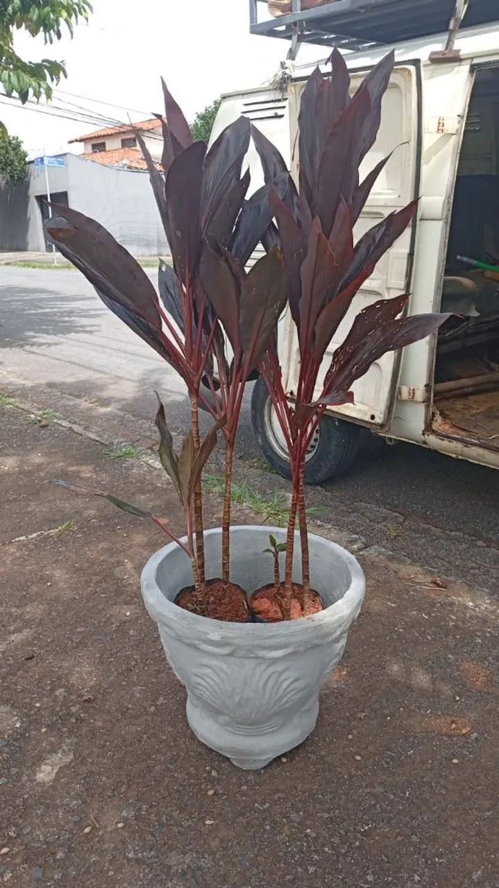 Vasos para plantas  - Foto 5