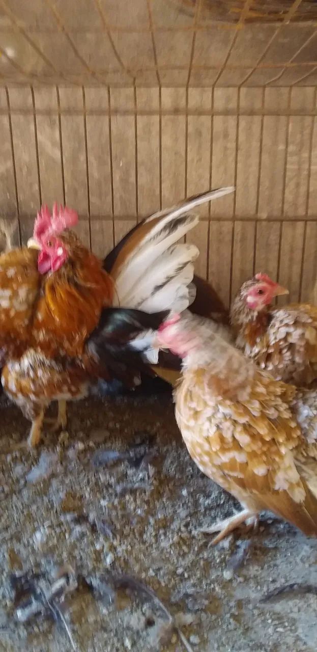 Vendo  trio de serama