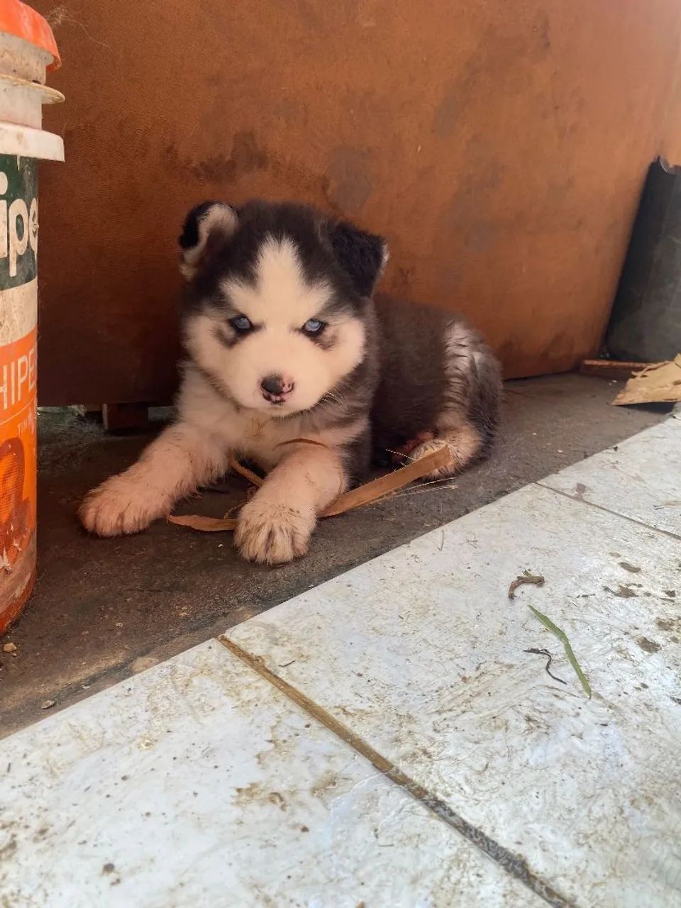 Husky siberiano
