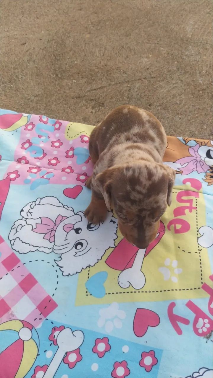Dachshund (salsicha) - Foto 2