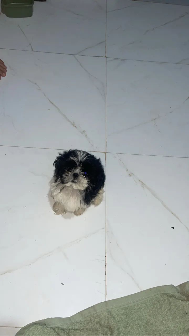 Shih tzu macho  - Foto 3