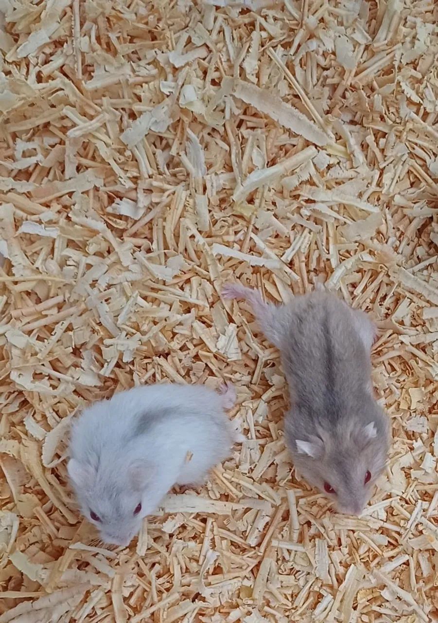 Hamster anão russo  - Foto 2